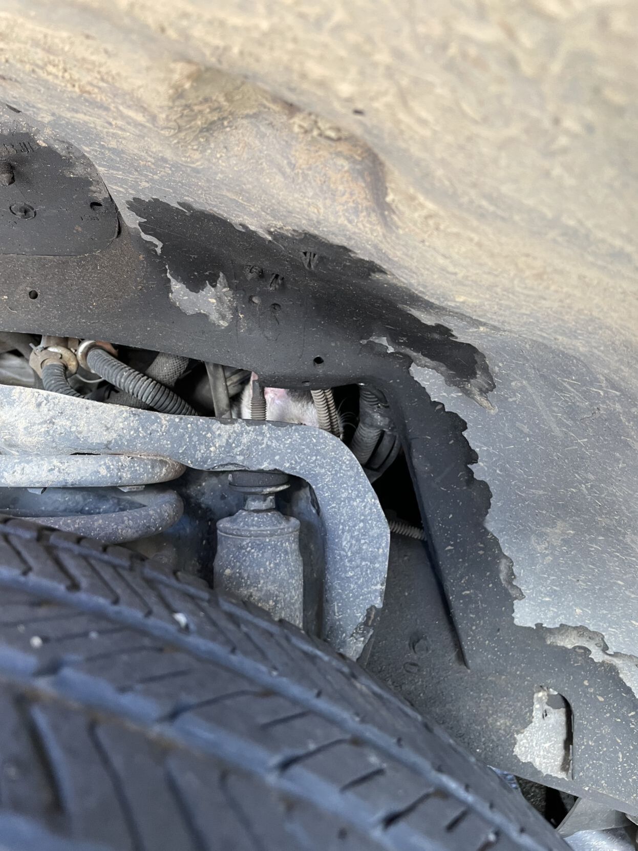 Stowaway kitty survives wild ride to Napa